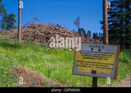 Schild, das das Sammeln von Brennholz von Bäumen verbietet, die von Bergkieferkäfer-Larven (Dendroctonus ponderosae) getötet wurden, um die Ausbreitung des Käfers zu verhindern. Custer State Park, South Dakota, USA, Juli. Der aktuelle Ausbruch von Bergkieferkäfern ist besonders aggressiv. Dies ist auf den Klimawandel, das Anpflanzen von Monokulturen und die Brandbekämpfung zurückzuführen. Stockfoto