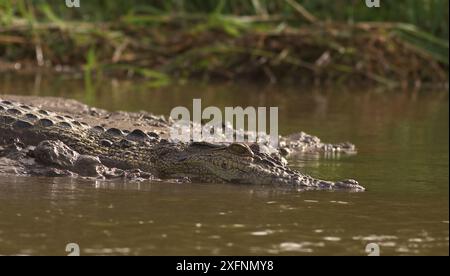 Nahaufnahme eines Krokodils, das im Wasser und im Schlamm des Flusses gleitet und plätschert; Salzwasserkrokodil (Crocodylus porosus) vom Nilwala-Fluss Sri Lanka Stockfoto