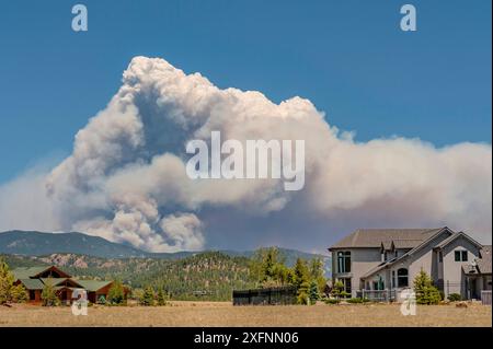 Fort Collins - Colorado Waldfeuer vom Estes Park aus gesehen. Das Feuer wurde durch tote Bäume verstärkt, die vom Bergkieferkäfer (Dendroctonus ponderosae) getötet wurden. Colorado, USA, Juni. Der aktuelle Ausbruch von Bergkieferkäfern ist besonders aggressiv. Dies ist auf den Klimawandel, das Anpflanzen von Monokulturen und die Brandbekämpfung zurückzuführen. Stockfoto