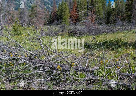 Tote Lodgepole-Kiefern, die von Bergkieferkäfern (Dendroctonus ponderosae) getötet wurden und eine Brandgefahr darstellen. USA, Juli. Der aktuelle Ausbruch von Bergkieferkäfern ist besonders aggressiv. Dies ist auf den Klimawandel, das Anpflanzen von Monokulturen und die Brandbekämpfung zurückzuführen. Stockfoto