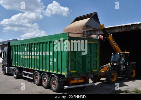 1. Juli 2024, Zaporischschschiha, Ukraine: Blick auf frisch geerntete Weizenkörner, die auf den Anhänger auf einem Bauernhof in der Nähe von Zaporischschschiha geladen werden. In diesem Jahr (2024) wird die Bruttokornernte in der Ukraine etwa 60 Millionen Tonnen betragen. Aufgrund des Krieges hatten die Bauern weniger materielle Ressourcen, so dass die Ernte nicht wesentlich gesteigert werden kann. Dies (60 Millionen Tonnen) wird nicht ausreichen, um die Exporte zu steigern. Diese Stellungnahme wurde vom Präsidenten des ukrainischen Agrarbundes, Leonid Kozachenko, geäußert. (Credit Image: © Andriy Andriyenko/SOPA Images via ZUMA Press Wire) NUR REDAKTIONELLE VERWENDUNG! Nicht für kommerzielle USA Stockfoto