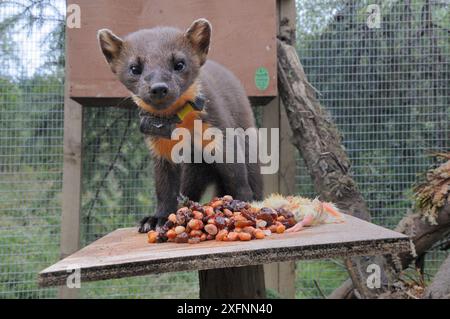 Pinienmarder (Martes martes), der auf einem Futtertisch in einem weichen Käfig steht, nachdem er aus Schottland gekommen war, während eines Wiederansiedlungsprojekts des Vincent Wildlife Trust, Cambrian Mountains, Wales, Vereinigtes Königreich, September 2016. Fotografiert mit einer Kamerafalle. Stockfoto