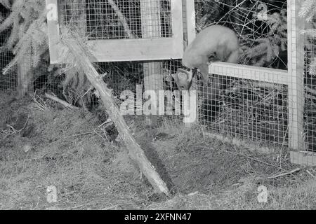 Männlicher Pine Marten mit Radiokollaer (Martes Martes), der nach Einbruch der Dunkelheit aus einem temporären Käfig mit weichem Freisetzung auftaucht, während eines Wiederansiedlungsprojekts des Vincent Wildlife Trust, Cambrian Mountains, Wales, Großbritannien, September 2016. Aufgenommen mit einer Kamerafalle und Infrarotlicht. Stockfoto