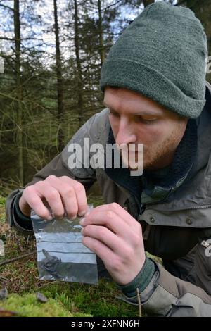 David Bavin sammelt SCAAT eines Pine Marten (Martes Martes), der vom Vincent Wildlife Trust, Cambrian Mountains, Wales, Großbritannien, im Februar 2016 nach Wales zurückgebracht wurde. Modell freigegeben. Stockfoto