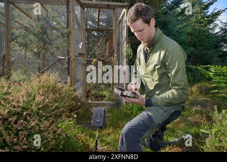 David Bavin stellte eine Vorreiterrolle ein, um die Entstehung eines Marten (Martes Martes) aus einem temporären Soft Release-Käfig während eines Wiederansiedlungsprojekts des Vincent Wildlife Trust, Cambrian Mountains, Wales, Großbritannien, im September 2016 aufzunehmen. Modell freigegeben. Stockfoto