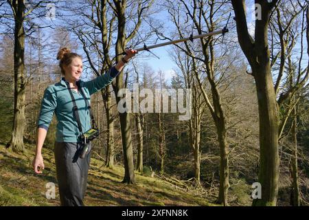 Catherine McNicol Radiotracking in Mischwäldern aus Buchen und Nadelwäldern, um Funkhörnchen (Sciurus carolinensis) in dem Gebiet zu lokalisieren, in dem ihre Raubtiere, Pine Martens (Martes Martes), vom Vincent Wildlife Trust, Cambrian Mountains, Wales, Großbritannien, im Februar 2016 nach Wales gebracht wurden. Modell freigegeben. Stockfoto