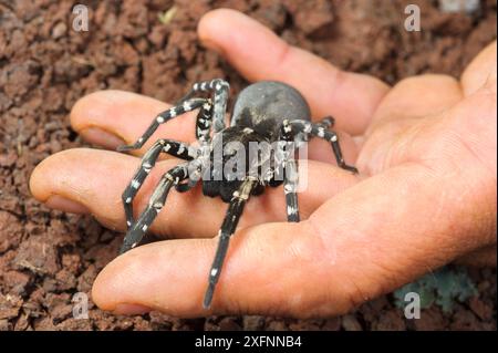 Der Naturbiologe Isamberto Silva hält eine weibliche Deserta Grande Wolfsspinne (Hogna ingens), Deserta Grande, Madeira, Portugal. Kritisch gefährdet. Stockfoto