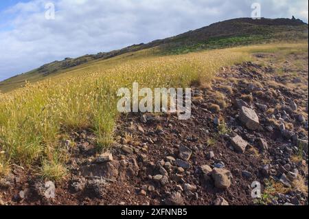 Blick auf das Castanheira-Tal, teilweise mit bauchigen kanariengras (Phalaris aquatica) bedeckt, bedroht diese invasive Art den Lebensraum der Deserta Grande Wolfsspinne (Hogna ingens), Deserta Grande, Madeira, Portugal, 2013. Stockfoto