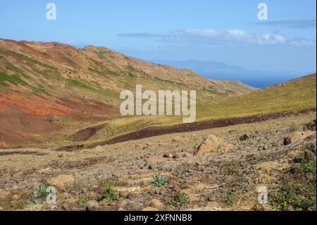 Blick auf das Castanheira-Tal, teilweise mit bauchigen kanariengras (Phalaris aquatica) bedeckt, bedroht diese invasive Art den Lebensraum der Deserta Grande Wolfsspinne (Hogna ingens), Deserta Grande, Madeira, Portugal, 2013. Stockfoto