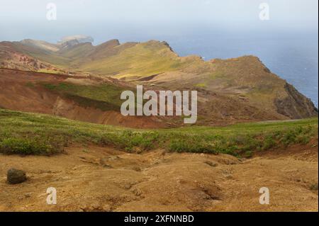 Blick auf das Castanheira-Tal, teilweise mit bauchigen kanariengras (Phalaris aquatica) bedeckt, bedroht diese invasive Art den Lebensraum der Deserta Grande Wolfsspinne (Hogna ingens), Deserta Grande, Madeira, Portugal, 2013. Stockfoto