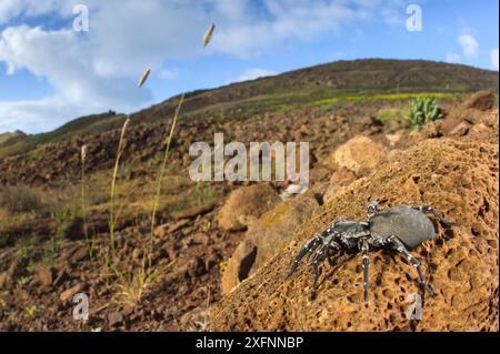 Weibliche Deserta Grande Wolfsspinne (Hogna ingens), mit knollenhaltigem kanariengras (Phalaris aquatica), ist der Lebensraum der Spinnen von dieser invasiven Art Deserta Grande, Madeira, Portugal bedroht. Kritisch gefährdet. Stockfoto