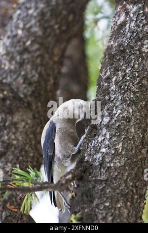 Clarks Nussknacker (Nucifraga columbiana), der in Kiefern, Lamar Valley, Yellowstone National Park, Wyoming, USA, nach Nahrung sucht. Juni. Stockfoto