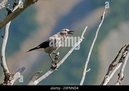 Clark's Nussknacker (Nucifraga columbiana) Mt. Rainier National Park, Washington, USA. August. Stockfoto