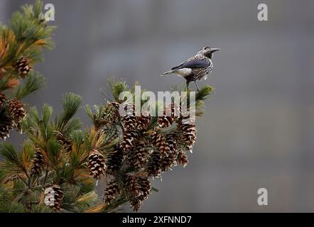 Gefleckter Nussknacker (Nucifraga caryocatactes) auf Kiefer, Joensuu, Finnland, September. Stockfoto