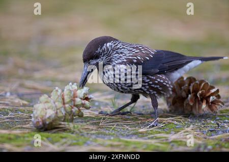 Gefleckter Nussknacker (Nucifraga caryocatactes), der auf Tannenzapfen füttert, Joensuu, Finnland, September. Stockfoto