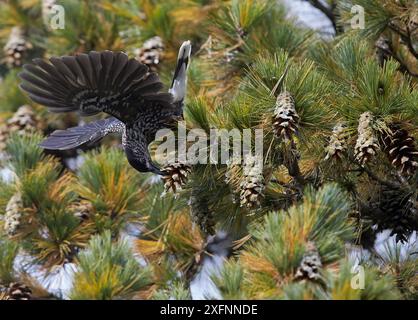 Gefleckter Nussknacker (Nucifraga caryocatactes), Fütterung auf Kiefernzapfen, Joensuu, Finnland, September. Stockfoto