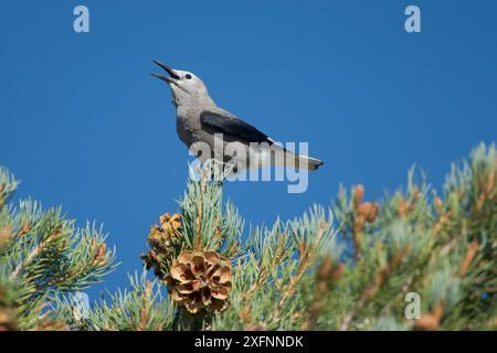 Clarks Nussknacker (Nucifraga columbiana) thront auf Pinyon Pine, Calling, Mono Lake Basin, Kalifornien, USA Stockfoto