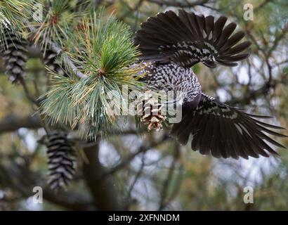 Gefleckter Nussknacker (Nucifraga caryocatactes), Fütterung auf Kiefernzapfen, Joensuu, Finnland, September Stockfoto