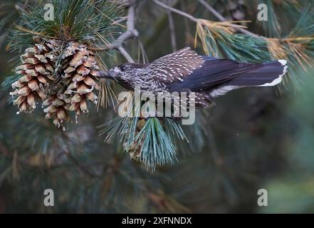 Flecknussknacker (Nucifraga caryocatactes), Fütterung aus Tannenzapfen, Joensuu, Finnland, September. Stockfoto