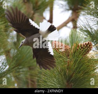 Clark's Nussknacker (Nucifraga columbiana), der von Jeffrey Pine (Pinus jeffreyi) geflogen wird, wo er Kiefernsamen sammelt, im Herbst, Mono Lake Basin, Kalifornien, USA Stockfoto