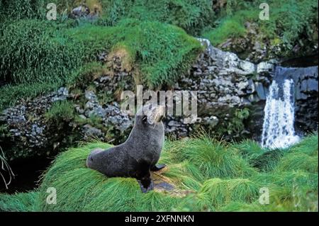 Subantarktische Pelzrobbe (Arctocephalus tropicalis) Gough Island, Gough Island und unzugängliche Inseln UNESCO-Weltkulturerbe, Südatlantik. Stockfoto