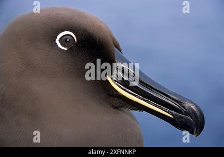 Rußalbatros (Phoebetria fusca) Porträt. Gough Island, Gough und unzugängliche Inseln, UNESCO-Weltkulturerbe, Südatlantik. Gefährdet. Stockfoto