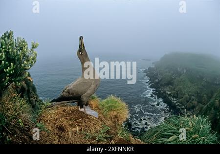 Sooty Albatross (Phoebetria fusca), Skypointing Baltship Call, Gough Island, Gough and Inaccessible Islands, UNESCO-Weltkulturerbe, Südatlantik. Stockfoto