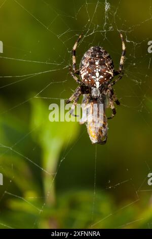 Gartenspinne (Araneus diadematus) isst eine in ihrem Netz gefangene Graswespe (Vepsa vulgaris), Bristol, England, Großbritannien, September. Stockfoto