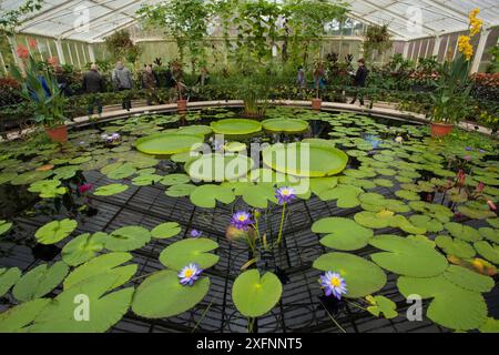 Lilienteich mit Santa Cruz Seerosen (Victoria cruziana) und „Kew's Stowaway Blue“ Lilien (Nymphaea) im Glashaus, Kew Gardens, London, England, Großbritannien. Stockfoto