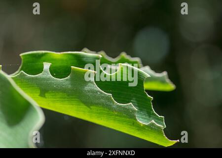 Von Blattschneider-Ameisen gegessen (Atta sp) Trinidad. Stockfoto