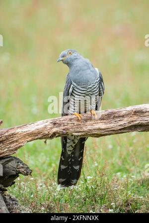 Kuckuck (Cuculus canorus) männlich. Surrey, Großbritannien. Juni Stockfoto