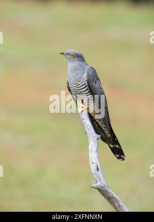 Kuckuck (Cuculus canorus) männlich. Surrey, Großbritannien. Juni Stockfoto