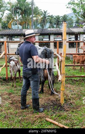 Mogotes, Santander, Kolumbien, 28. Juni 2024, ein Landwirt mit einem Seil in der Hand bereitet sich auf das Melken vor, in einem traditionellen Milchkuhwettbewerb zu feiern Stockfoto