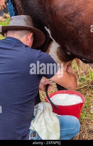 Mogotes, Santander, Kolumbien, 28. Juni 2024, ein Mann melkt eine Kuh, während sein Sohn ihn bei einem traditionellen Wettbewerb auf den Stadtfesten beobachtet, Fotosequen Stockfoto