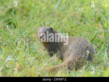 Ruddy Mungos (Herpestes smithii), Bandipur Tiger Reserve, Karnataka, Indien. Stockfoto