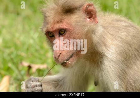 Haubenmakaken ( Macaca radiata) Fütterung, Bandipur Tiger Reserve, Karnataka, Indien. Stockfoto