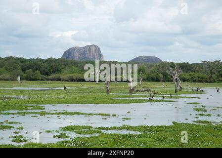 Blick auf Elephant Rock, Yala National Park, Sri Lanka, Dezember 2013 Stockfoto