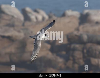 Seeschwalben (Thalasseus bergii) fliegen vor dem Hintergrund des Südatlantischen Ozeans. Lambert's Bay, Südafrika. Stockfoto