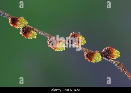 Larix decidua Blüten, Dorset, UK, März. Stockfoto