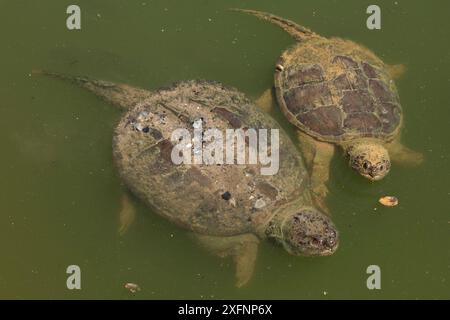 Schnappschildkröten (Chelydra serpentina) an der Wasseroberfläche, Maryland, USA, Juni Stockfoto