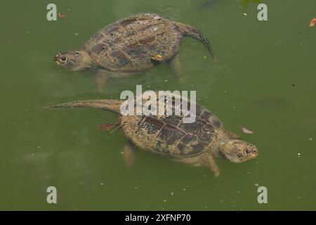 Schnappschildkröten (Chelydra serpentina) an der Wasseroberfläche, Maryland, USA, Juni Stockfoto