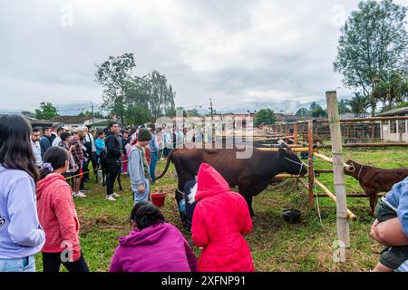 Mogotes, Santander, Kolumbien, 28. Juni 2024, mehrere Menschen nehmen an einem Milchkuhwettbewerb auf den Messen der Stadt Teil Stockfoto