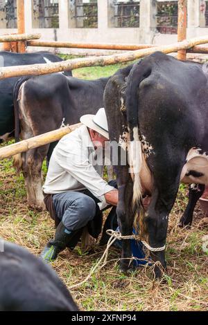 Mogotes, Santander, Kolumbien, 28. Juni 2024, ein älterer Landwirt melkt eine Kuh in einem traditionellen Wettbewerb auf den Messen und Festivals der Rückkehr, Foto 1 Stockfoto