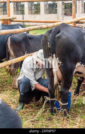 Mogotes, Santander, Kolumbien, 28. Juni 2024, ein älterer Landwirt melkt eine Kuh in einem traditionellen Wettbewerb auf den Messen und Festivals der Rückkehr, Foto 2 Stockfoto