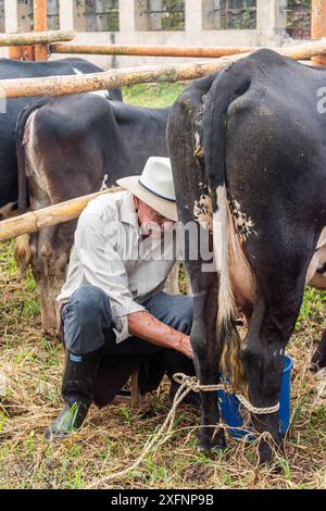 Mogotes, Santander, Kolumbien, 28. Juni 2024, ein älterer Landwirt melkt eine Kuh in einem traditionellen Wettbewerb auf den Messen und Festivals der Rückkehr, Foto 3 Stockfoto