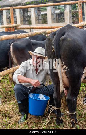 Mogotes, Santander, Kolumbien, 28. Juni 2024, ein älterer Landwirt melkt eine Kuh in einem traditionellen Wettbewerb auf den Messen und Festivals der Rückkehr, Foto 5 Stockfoto