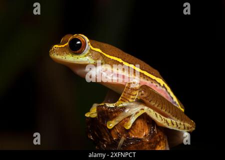 Boulenger's Tree Frog (Rhacophorus lateralis) Porträt, Karnatka, Indien. Stockfoto