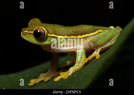 Boulenger's Tree Frog (Rhacophorus lateralis) Porträt, Karnatka, Indien. Stockfoto