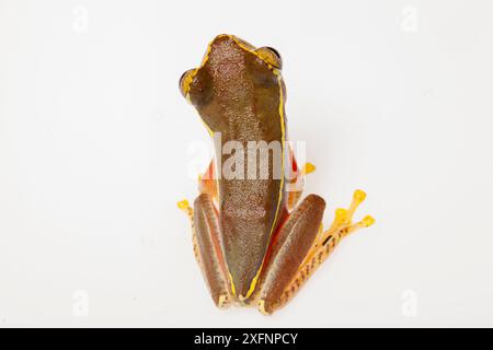 Boulenger's Tree Frog (Rhacophorus lateralis) auf weißem Hintergrund, Karnatka, Indien. Stockfoto