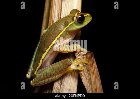 Boulenger's Tree Frog (Rhacophorus lateralis) Porträt, Karnatka, Indien. Stockfoto